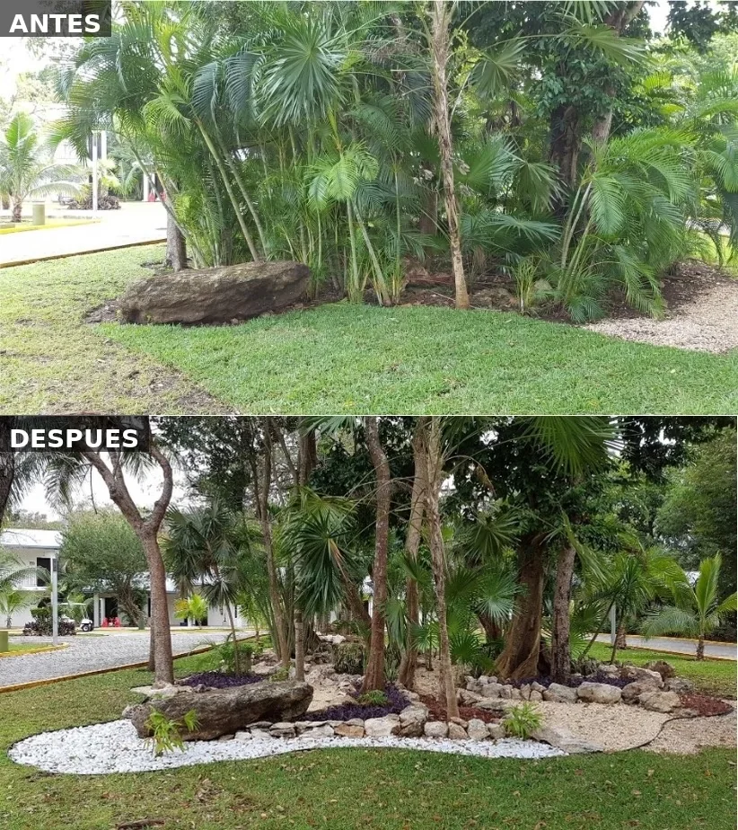 Comparativo antes y después del proyecto de paisajismo en Hotel Riu Lupita
