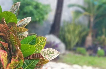Real garden planting detail photographed by Verde In