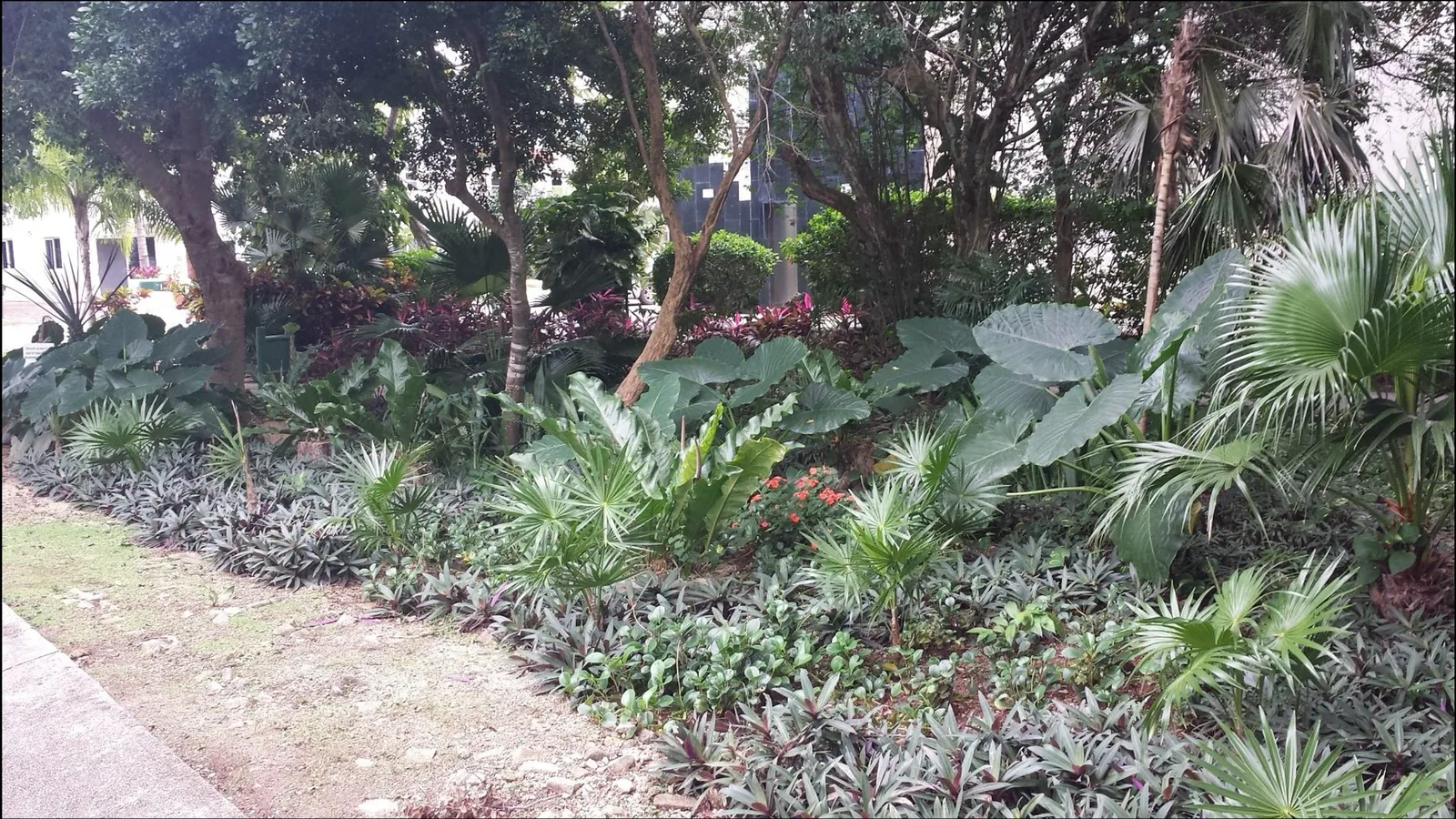 Tropical landscaped green area maintained in the Mexican Caribbean