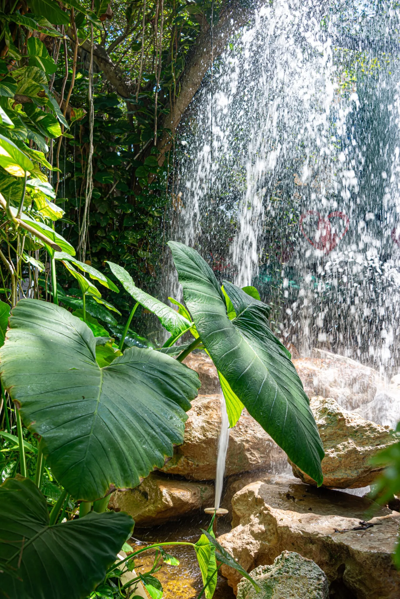 Water feature with tropical vegetation photographed by Verde In