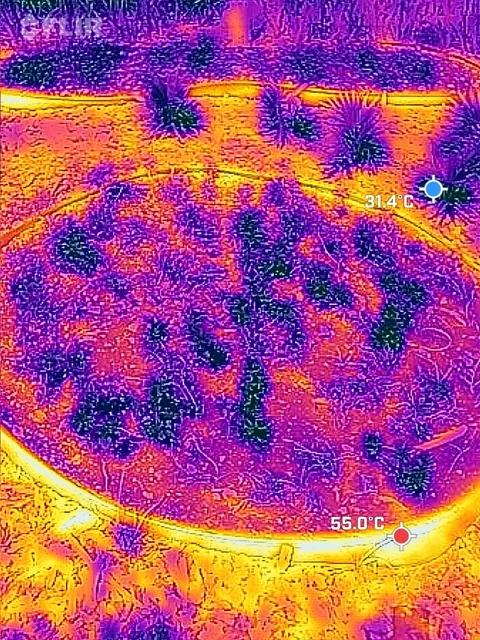 Termografía con puntos marcados de 55.0 °C y 31.4 °C.