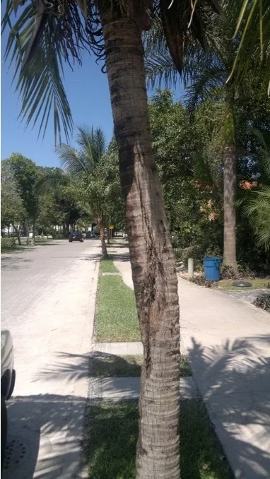 Palmera antes del tratamiento.
