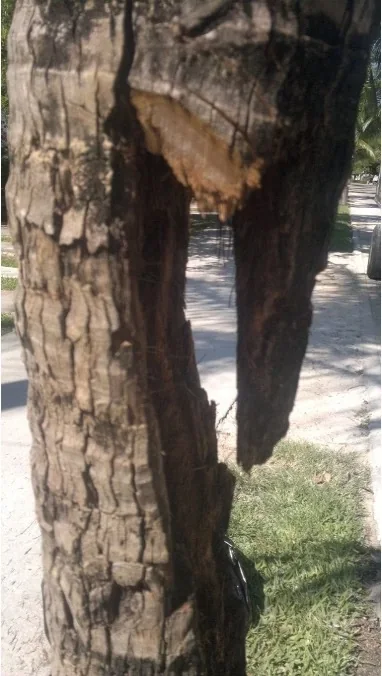 Lesión de la palmera después de la limpieza del tejido afectado.