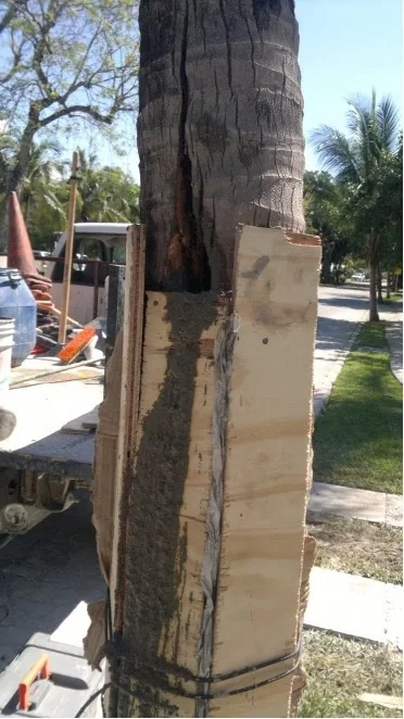 Proceso de intervención en el tronco de la palmera.