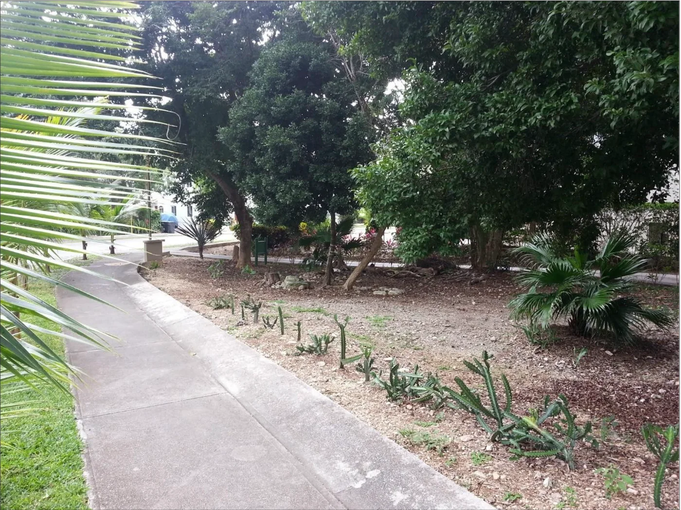 Área verde antes de la renovación paisajística en Condominio Pakal Playacar