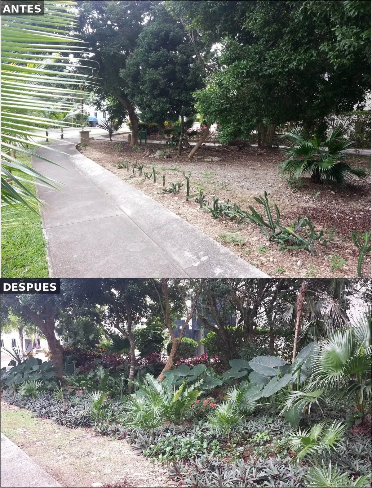 Comparativo antes y después del proyecto paisajístico en Condominio Pakal, Playacar