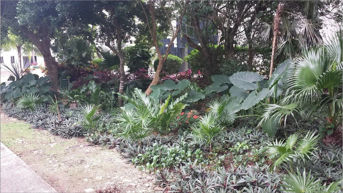 Área verde después de la renovación paisajística en Condominio Pakal Playacar