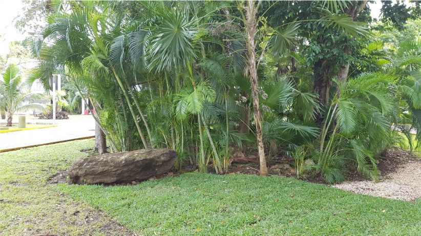 Estado original del jardín en Hotel Riu antes de la intervención: vegetación sobrecrecida y falta de diseño estructurado.