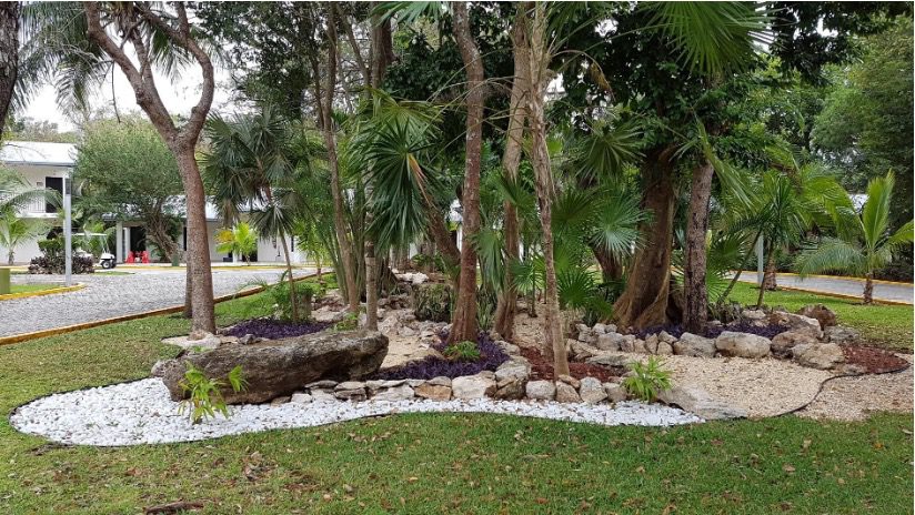 Resultado final de la remodelación de jardines en Hotel Riu: Diseño tropical limpio con gravilla, rocas decorativas y plantas de bajo mantenimiento.