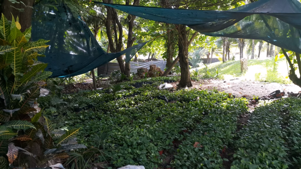 Implementación de vivero in situ dentro de hotel en Cancún para producción de plantas, ahorro de costos y reposición inmediata por Verde In.