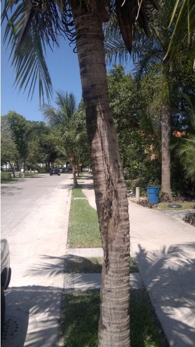 Tronco de palmera en Playa del Carmen con curvatura y lesión necrótica causada por golpe e infección de hongos.