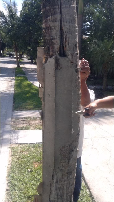 Tronco de palmera restaurado con relleno estructural y sellador protector en jardín de Riviera Maya.