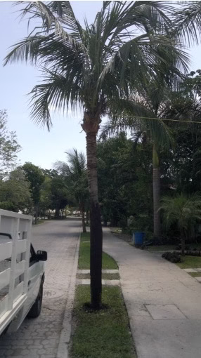 Palmera cocotera recuperada y saludable en Playa del Carmen tras tratamiento fitosanitario de Verde In.