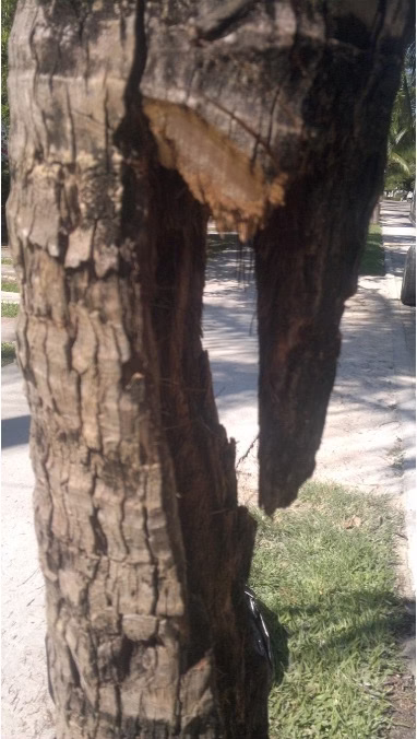 Cavidad en tronco de palmera tras limpieza de tejido podrido por hongo, procedimiento de cirugía vegetal Verde In.