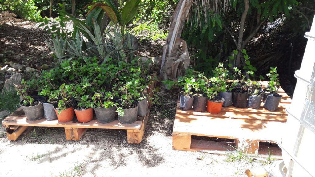 Vivero en sitio implementado por Verde In para reposición inmediata de plantas en plazas comerciales y hoteles de la Riviera Maya